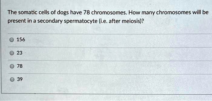 The somatic cells of dogs have 78 chromosomes. How many chromosomes will be present in a secondary spermatocyte (i.e. after meiosis)?

156
23
78
39
