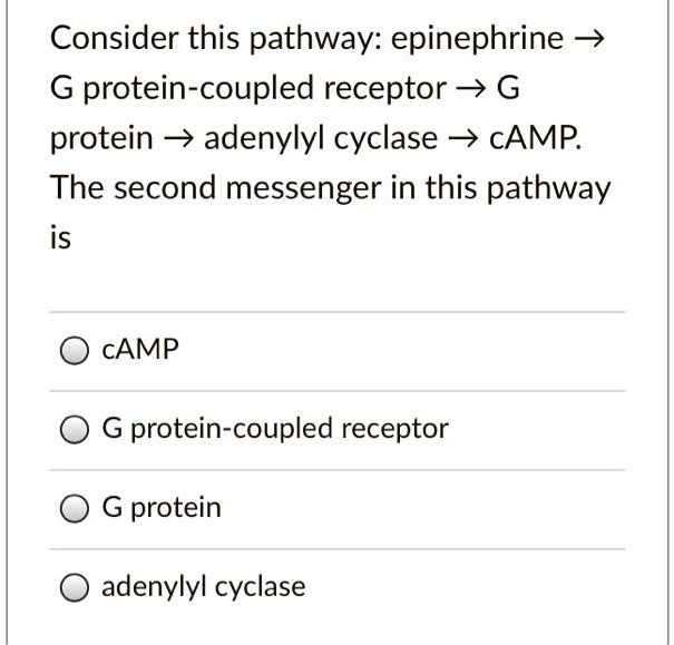 Consider this pathway: epinephrine ? G protein-coupled receptor ? G protein ? adenylyl cyclase ? cAMP. The second messenger in this pathway is

cAMP
G protein-coupled receptor
G protein
adenylyl cyclase