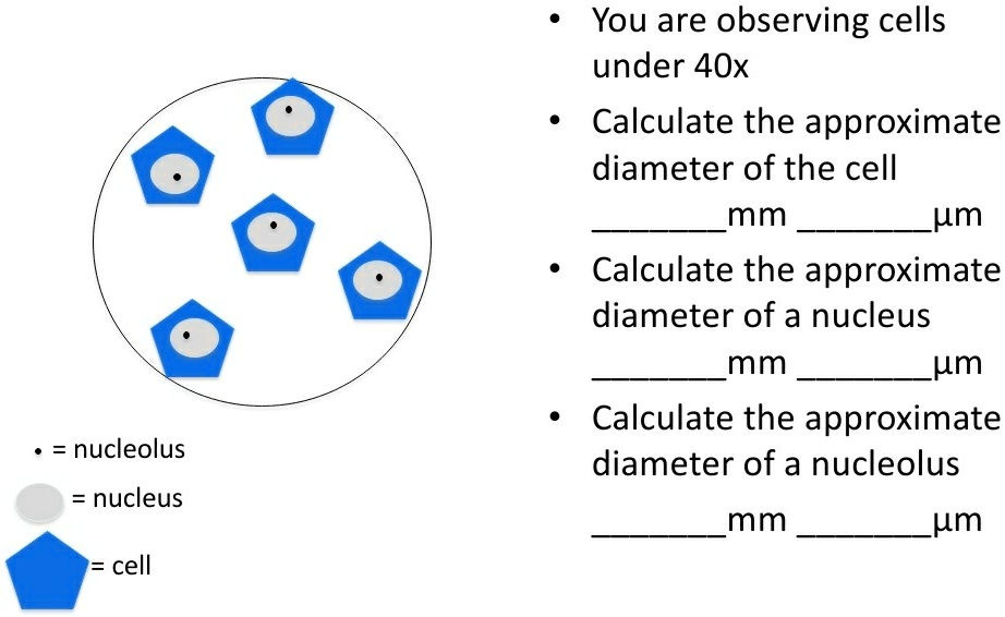 SOLVED You are observing cells under 4Ox Calculate the approximate