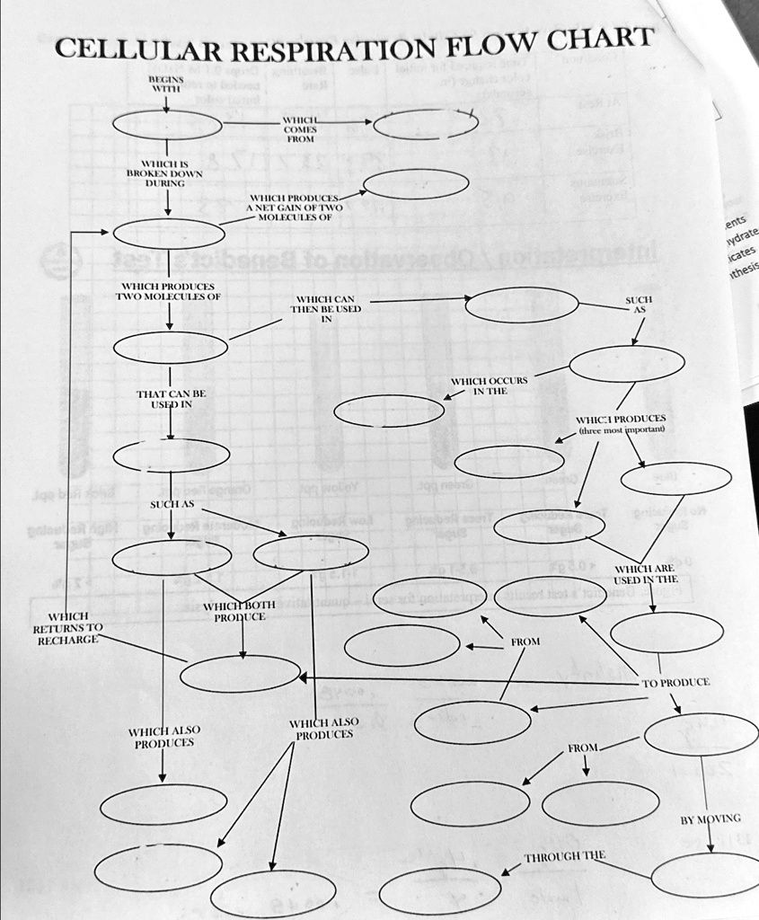 Cellular Respiration Chart.pdf CELLULAR RESPIRATION FLOW CHART BEGINS WITH WHICH COMES FROM WHICH IS ...