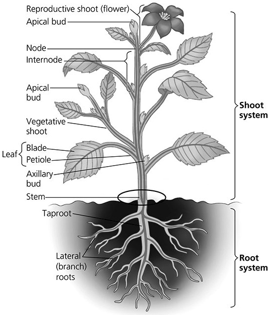 SOLVED: Reproductive shoot (flower) Apical bud Node Internode Apical ...