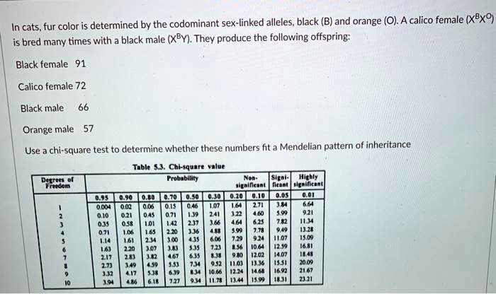 In Cats Fur Color Is Determined By The Codominant Sex Linked Alleles Black B And Orange O