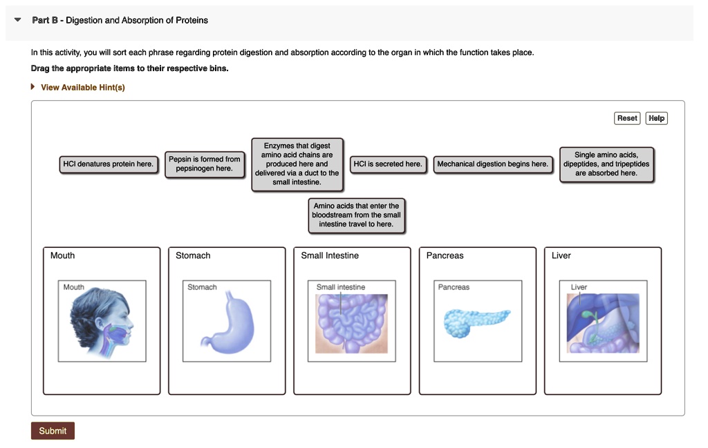 part b digestion and absorption of proteins in this activity you will