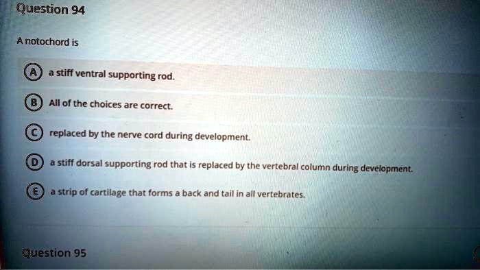 A notochord is
A a stiff ventral supporting rod.
B All of the choices are correct.
C replaced by the nerve cord during development.
D a stiff dorsal supporting rod that is replaced by the vertebral column during development.
E a strip of cartilage that forms a back and tail in all vertebrates.