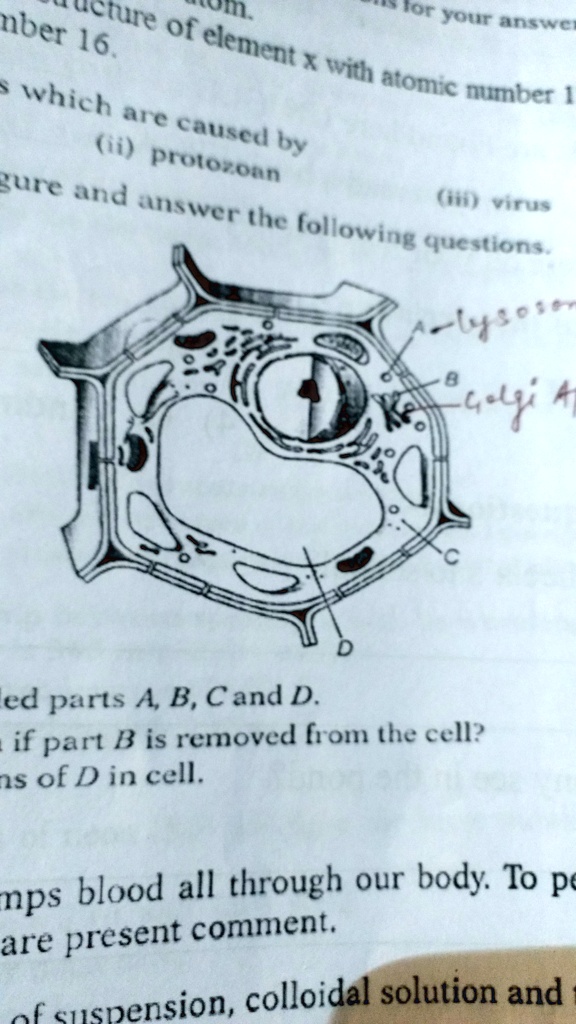 SOLVED: 'Identify Labelled Parts What Will Happen If Part B Is Removed'