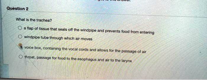 What is the trachea?
a flap of tissue that seals off the windpipe and prevents food from entering
windpipe tube through which air moves
voice box, containing the vocal cords and allows for the passage of air
throat, passage for food to the esophagus and air to the larynx