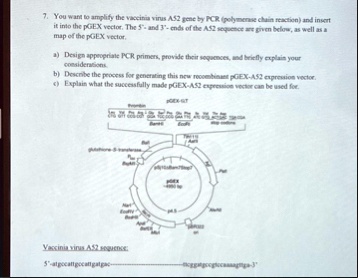 you want to amplify the vaccinia virus a52 gene by pcr polymerase chain reaction and insert it into the pgex vector the 5deg and 3 ends of the a52 sequence ace given below as well as a map o 22742