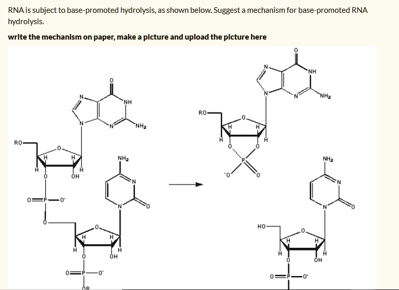 SOLVED RNA is subject to basepromoted hydrolysis, as shown below