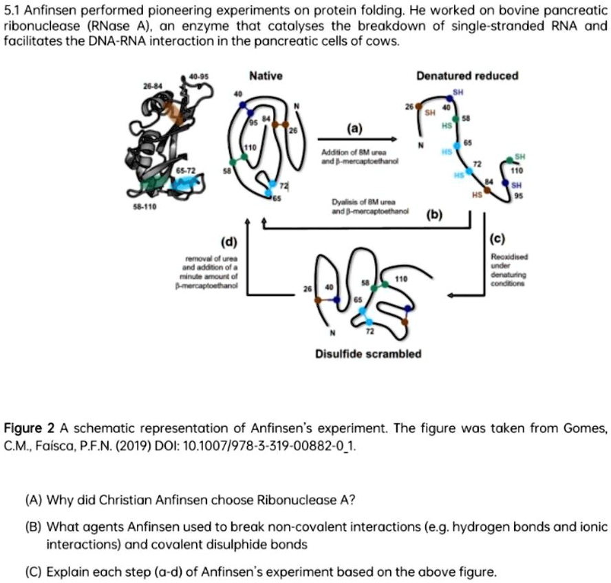 christian anfinsen's ribonuclease a renaturation experiment