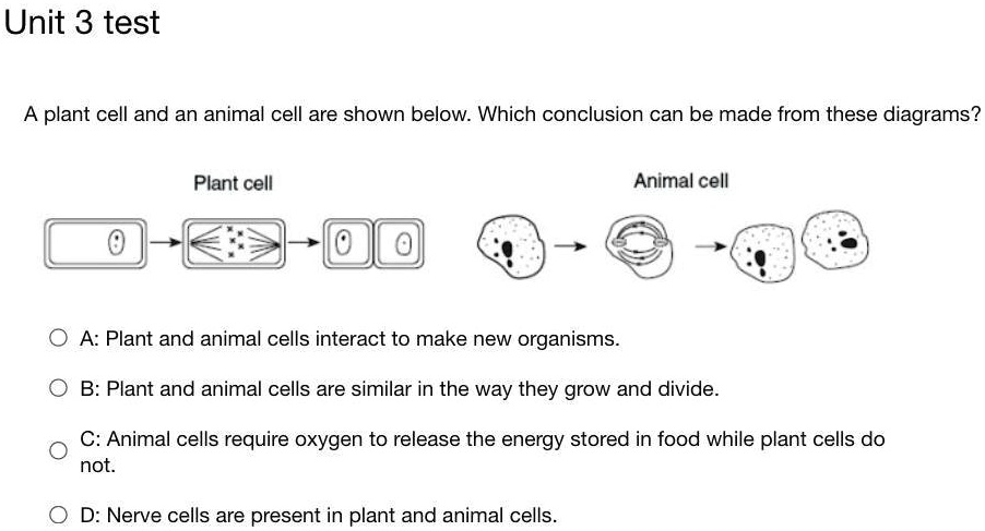 SOLVED: 'Pls help I am getting timed I have 5 minutes left. Unit 3 test A plant  cell and an animal cell are shown below: Which conclusion can be made from  these