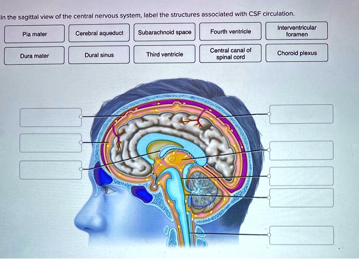 SOLVED: In the sagittal view of the central nervous system, label the ...