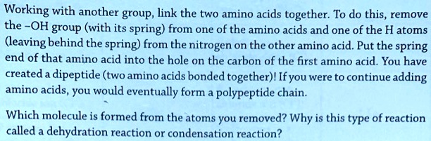 Working with another group, link the two amino acids together. To do this, remove the -OH group (with its spring) from one of the amino acids and one of the H atoms (leaving behind the spring) from the nitrogen on the other amino acid. Put the spring end of that amino acid into the hole on the carbon of the first amino acid. You have created a dipeptide (two amino acids bonded together)! If you were to continue adding amino acids, you would eventually form a polypeptide chain.

Which molecule is formed from the atoms you removed? Why is this type of reaction called a dehydration reaction or condensation reaction?