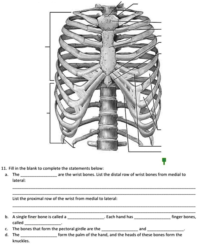 SOLVED: 11. Fill in the blank to complete the statements below: The are ...