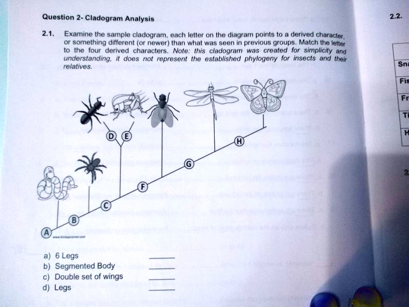 SOLVED: Question 2 - Cladogram Analysis 21. Examine the sample ...