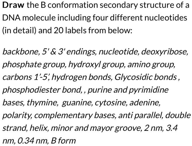[GET ANSWER] Draw the B conformation secondary structure of a DNA ...