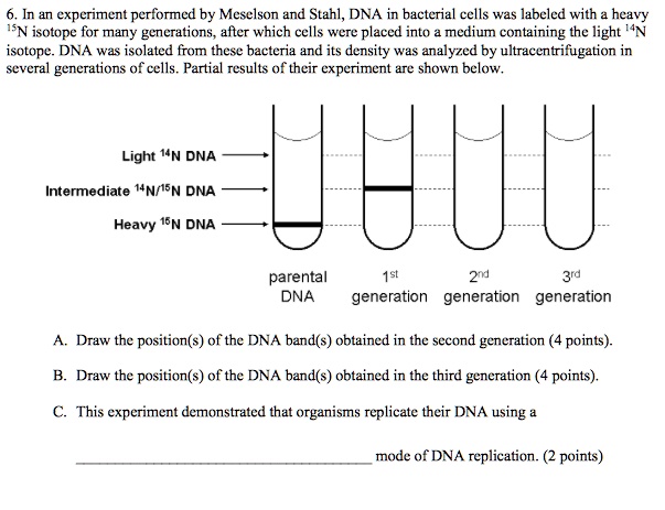 6. In an experiment performed by Meselson and Stahl, DNA in bacterial cells was labeled with a heavy 15N isotope for many generations, after which cells were placed into a medium containing the light 14N isotope. DNA was isolated from these bacteria and its density was analyzed by ultracentrifugation in several generations of cells. Partial results of their experiment are shown below.

Light 14N DNA
Intermediate 14N/15N DNA
Heavy 15N DNA

parental DNA
1st generation
2nd generation
3rd generation

A. Draw the position(s) of the DNA band(s) obtained in the second generation (4 points).
B. Draw the position(s) of the DNA band(s) obtained in the third generation (4 points).
C. This experiment demonstrated that organisms replicate their DNA using a
 mode of DNA replication. (2 points)