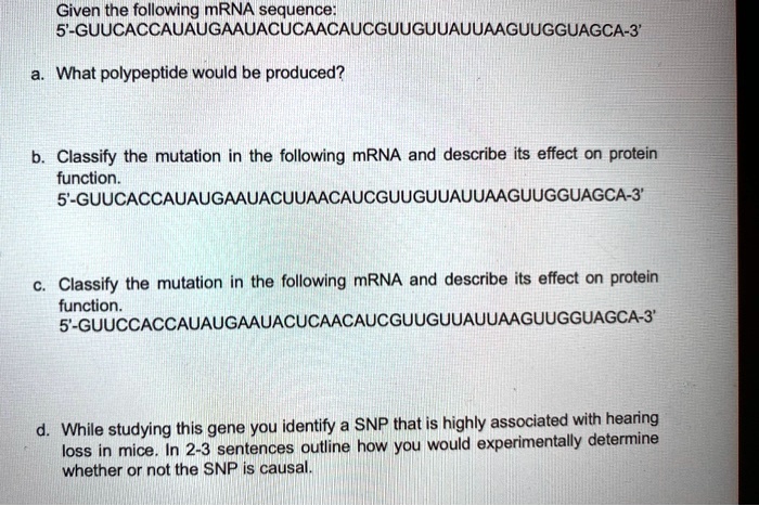 SOLVED: Given the following mRNA sequence: 5 ...