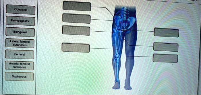 oburstor liohypogastric llioinguinal lateral femoral cutaneous femoral ...