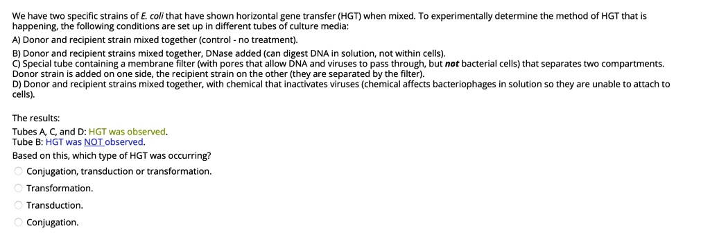 We have two specific strains of E. coli that have shown horizontal gene transfer (HGT) when mixed. To experimentally determine the method of HGT that is
happening, the following conditions are set up in different tubes of culture media:
A) Donor and recipient strain mixed together (control - no treatment).
B) Donor and recipient strains mixed together, DNase added (can digest DNA in solution, not within cells).
C) Special tube containing a membrane filter (with pores that allow DNA and viruses to pass through, but not bacterial cells) that separates two compartments.
Donor strain is added on one side, the recipient strain on the other (they are separated by the filter).
D) Donor and recipient strains mixed together, with chemical that inactivates viruses (chemical affects bacteriophages in solution so they are unable to attach to
cells).
The results:
Tubes A, C, and D: HGT was observed.
Tube B: HGT was NOT observed.
Based on this, which type of HGT was occurring?
Conjugation, transduction or transformation.
Transformation.
Transduction.
Conjugation.