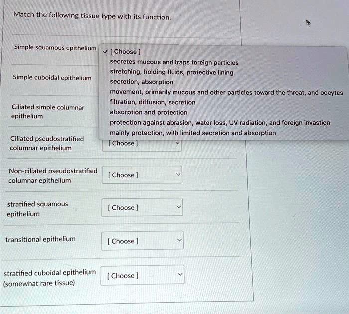 SOLVED Match the following tissue type with its function Simple