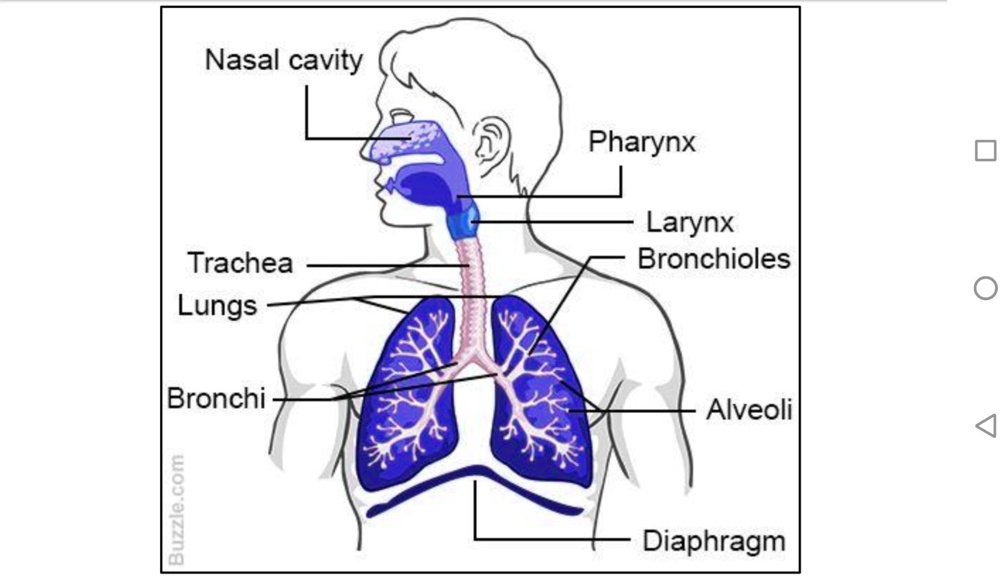 SOLVED: 'With help of the following diagram of human respiratory system ...