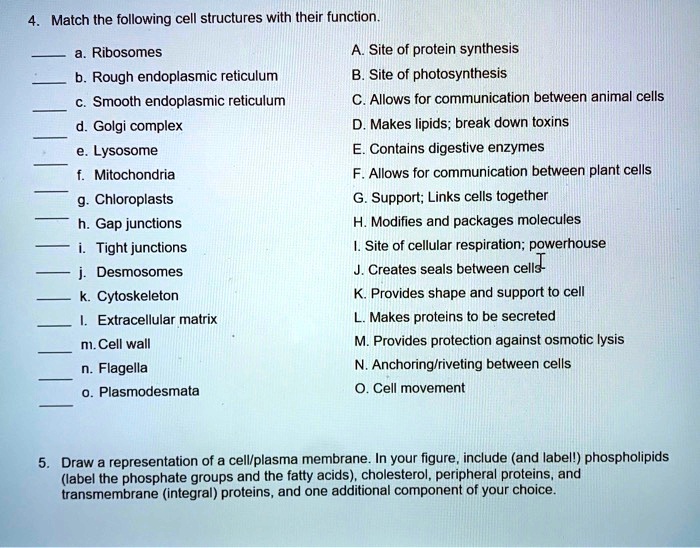 4. Match the following cell structures with their function.
a. Ribosomes
b. Rough endoplasmic reticulum
c. Smooth endoplasmic reticulum
d. Golgi complex
e. Lysosome
f. Mitochondria
g. Chloroplasts
h. Gap junctions
i. Tight junctions
j. Desmosomes
k. Cytoskeleton
l. Extracellular matrix
m. Cell wall
n. Flagella
o. Plasmodesmata
A. Site of protein synthesis
B. Site of photosynthesis
C. Allows for communication between animal cells
D. Makes lipids; break down toxins
E. Contains digestive enzymes
F. Allows for communication between plant cells
G. Support; Links cells together
H. Modifies and packages molecules
I. Site of cellular respiration; powerhouse
J. Creates seals between cells
K. Provides shape and support to cell
L. Makes proteins to be secreted
M. Provides protection against osmotic lysis
N. Anchoring/riveting between cells
O. Cell movement
5. Draw a representation of a cell/plasma membrane. In your figure, include (and label!) phospholipids
(label the phosphate groups and the fatty acids), cholesterol, peripheral proteins, and
transmembrane (integral) proteins, and one additional component of your choice.