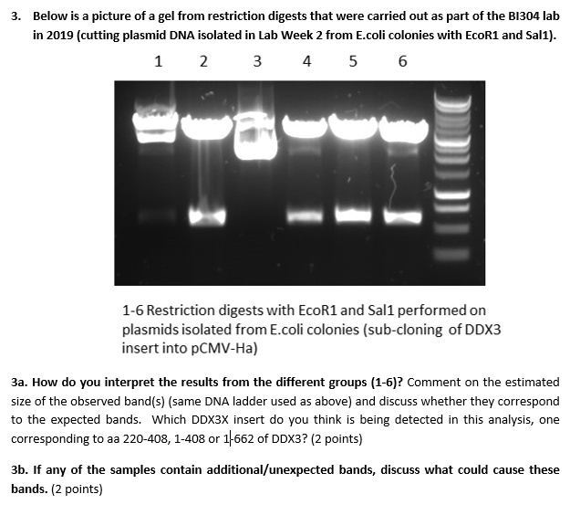 SOLVED: Below Is A Picture Of A Gel From Restriction Digests That Were ...