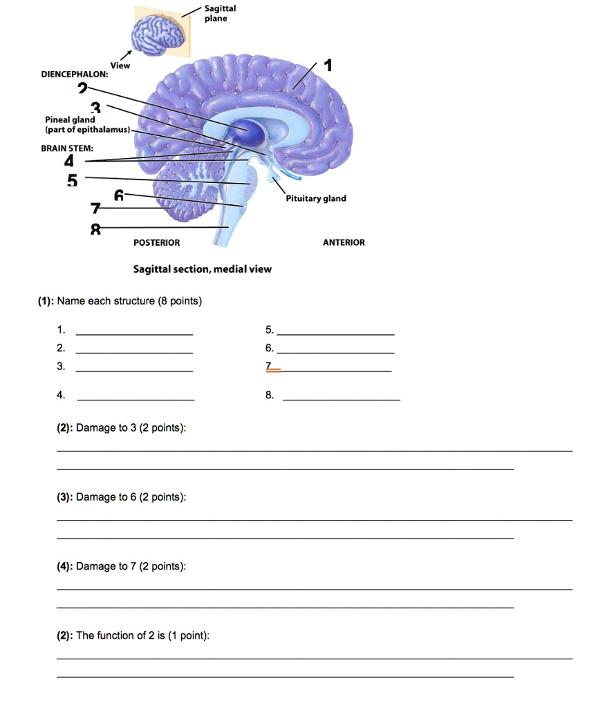 SOLVED: Sagittal plane View DIENCEPHALON: Pineal gland (part of ...