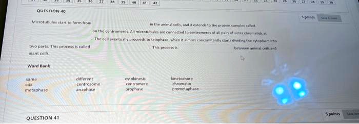 QUESTION 40
Microtubules start to form from in the animal cells, and it extends to the protein complex called on the centromeres. All microtubules are connected to centromeres of all pairs of sister chromatids at. The cell eventually proceeds to telophase, when it almost concomitantly starts dividing the cytoplasm into two parts. This process is called. This process is between animal cells and plant cells.
Word Bank
same different cytokinesis kinetochore
cdk centrosome centromere chromatin
metaphase anaphase prophase prometaphase