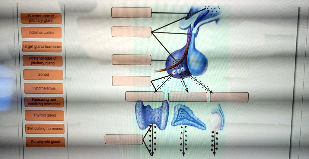 SOLVED: label the picture Anterior lobe of pituitary gland Adrenal ...