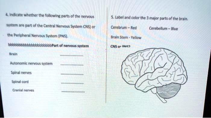 VIDEO solution: Indicate whether the following parts of the nervous ...