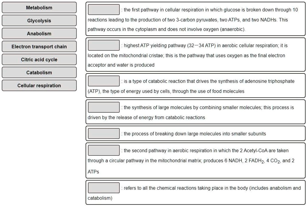 SOLVED Metabolism The first pathway in cellular respiration in which