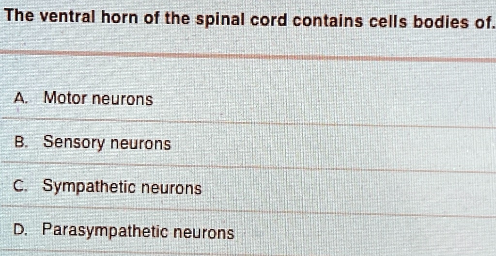 the ventral horn of the spinal cord contains cells bodies of a motor ...