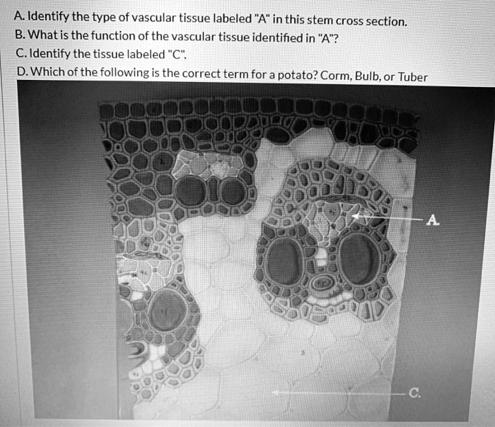 SOLVED A Identify the type of vascular tissue labeled "A" in this stem