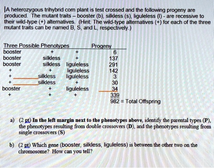 A heterozygous trihybrid corn plant is test crossed and the following progeny are produced. The mutant traits - booster (b), silkless (s), liguleless (l) - are recessive to their wild-type (+) alternatives. (Hint: The wild-type alternatives (+) for each of the three mutant traits can be named B, S, and L, respectively.)

Three Possible Phenotypes Progeny
booster + + 6
booster silkless + 137
booster silkless liguleless 291
+ + liguleless 142
+ silkless liguleless 3
+ silkless + 30
booster + liguleless 34
+ + + 339
982 = Total Offspring

a) (2 pt) In the left margin next to the phenotypes above, identify the parental types (P), the phenotypes resulting from double crossovers (D), and the phenotypes resulting from single crossovers (S)

b) (2 pt) Which gene (booster, silkless, liguleless) is between the other two on the chromosome? How can you tell?