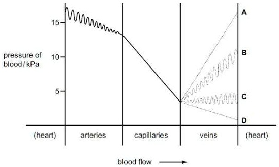 15
10
5
pressure of
blood / kPa
(heart)
arteries
capillaries
veins
(heart)
blood flow
A
B
C
D