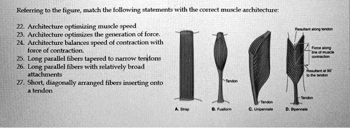 SOLVED: Referring to the figure, match the following statements with ...