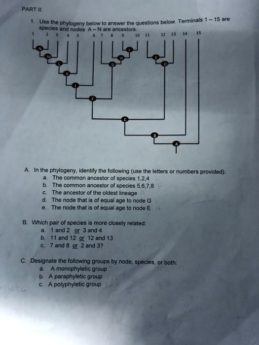 PART II:
1. Use the phylogeny below to answer the questions below. Terminals 1 - 15 are species and nodes A - N are ancestors.

A. In the phylogeny, identify the following (use the letters or numbers provided):
a. The common ancestor of species 1,2,4
b. The common ancestor of species 5,6,7,8
c. The ancestor of the oldest lineage
d. The node that is of equal age to node G
e. The node that is of equal age to node E
B. Which pair of species is more closely related:
a. 1 and 2 or 3 and 4
b. 11 and 12 or 12 and 13
c. 7 and 8 or 2 and 3?
C. Designate the following groups by node, species, or both:
a. A monophyletic group
b. A paraphyletic group
c. A polyphyletic group