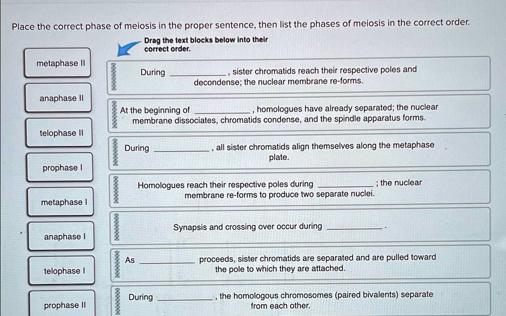 SOLVED: Place the correct phase of meiosis in the proper sentence, then ...