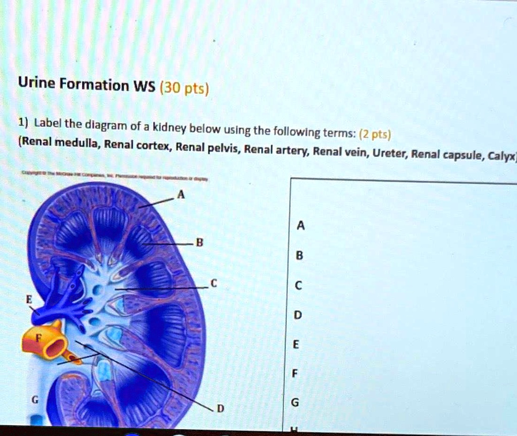 Urine Formation WS (30 pts) 1) Label the diagram of a kidney below ...