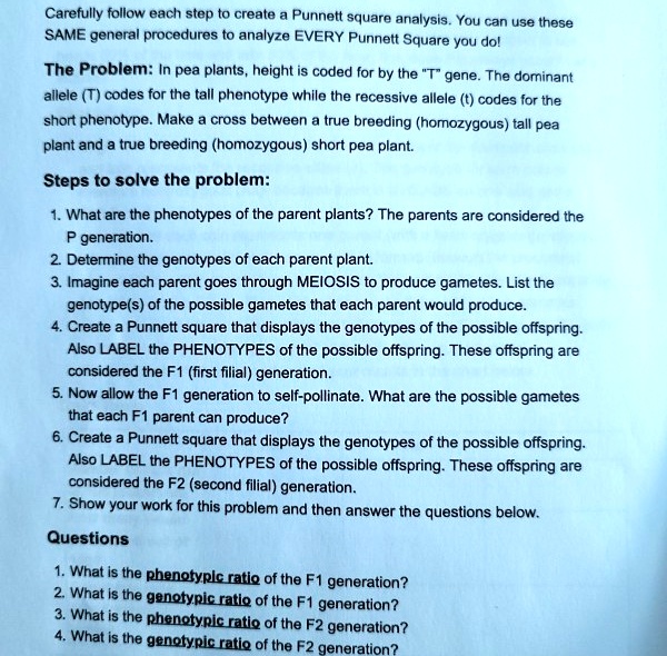 Carefully follow each step to create a Punnett square analysis. You can use these SAME general procedures to analyze EVERY Punnett Square you do!

The Problem: In pea plants, height is coded for by the "T" gene. The dominant allele (T) codes for the tall phenotype while the recessive allele (t) codes for the short phenotype. Make a cross between a true breeding (homozygous) tall pea plant and a true breeding (homozygous) short pea plant.

Steps to solve the problem:

1. What are the phenotypes of the parent plants? The parents are considered the P generation.
2. Determine the genotypes of each parent plant.
3. Imagine each parent goes through MEIOSIS to produce gametes. List the genotype(s) of the possible gametes that each parent would produce.
4. Create a Punnett square that displays the genotypes of the possible offspring. Also LABEL the PHENOTYPES of the possible offspring. These offspring are considered the F1 (first filial) generation.
5. Now allow the F1 generation to self-pollinate. What are the possible gametes that each F1 parent can produce?
6. Create a Punnett square that displays the genotypes of the possible offspring. Also LABEL the PHENOTYPES of the possible offspring. These offspring are considered the F2 (second filial) generation.
7. Show your work for this problem and then answer the questions below.

Questions

1. What is the phenotypic ratio of the F1 generation?
2. What is the genotypic ratio of the F1 generation?
3. What is the phenotypic ratio of the F2 generation?
4. What is the genotypic ratio of the F2 generation?