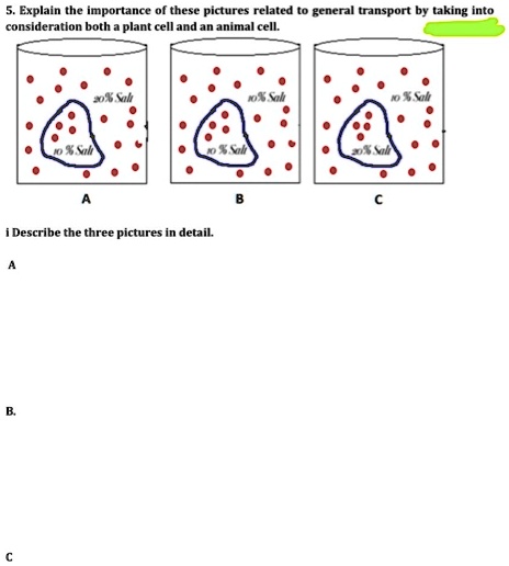 SOLVED: Explain the Importance Chese plctures relaleo consideratlon both plant cell and animal cell: general transpurt taking into i Describe the three pictures in detail SOLVED: Explain the Importance Chese plctures relaleo consideratlon both plant cell and animal cell: general transpurt taking into i Describe the three pictures in detail