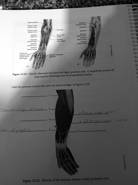 Solved: Figure 12.21: Muscles That Move The Hand And Digits, Posterior 