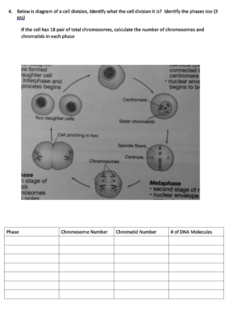 Below is diagram of cell division identify what the cell...