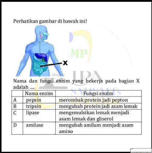 SOLVED: nama dan fungsi yang bekerja pada organ X Perhatikan gambar di