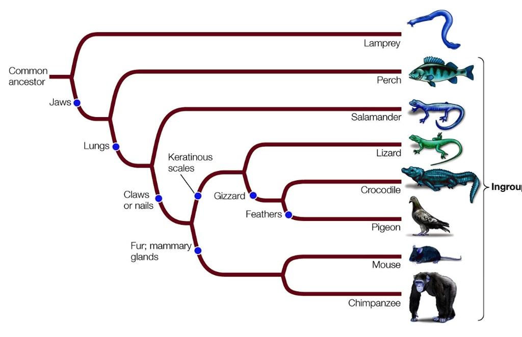 SOLVED: Suppose there is a newly discovered lineage that is a sister ...