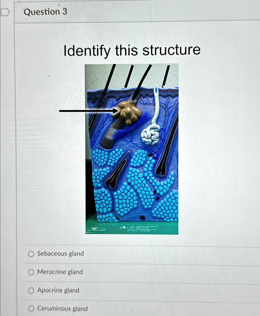 Question 3 Identify this structure Sebaceous gland Merocrine gland