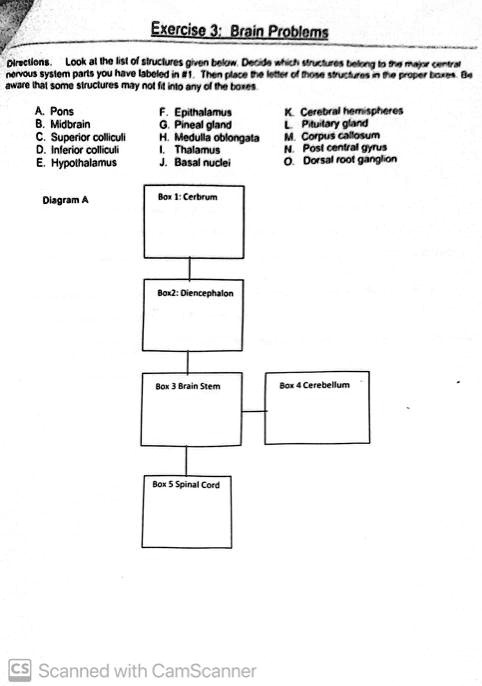 SOLVED: Exercise 3: Brain Problems Directions: Look At The List Of ...