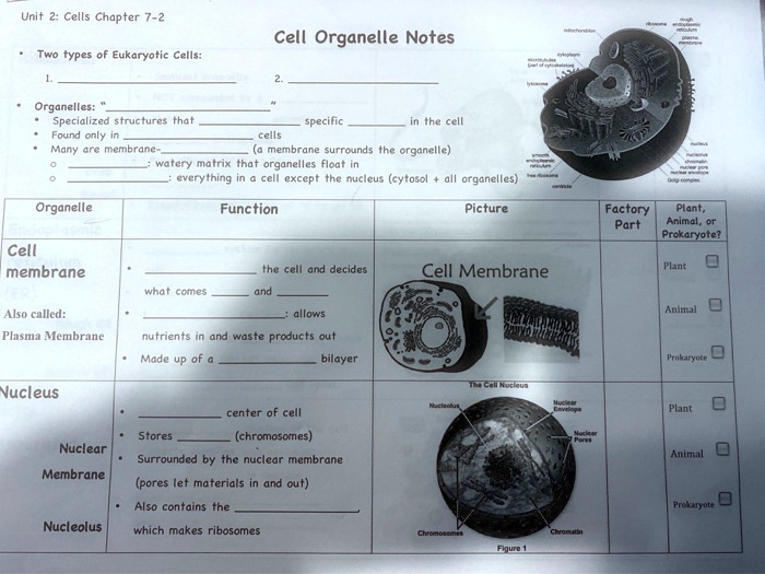 unit cells chapter 7 2 cell organelle notes types eukaryotic cellla