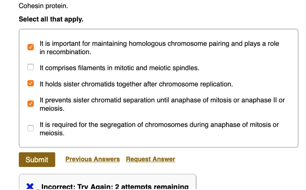 Cohesin protein.
Select all that apply.
It is important for maintaining homologous chromosome pairing and plays a role
in recombination.
It comprises filaments in mitotic and meiotic spindles.
It holds sister chromatids together after chromosome replication.
It prevents sister chromatid separation until anaphase of mitosis or anaphase II or
meiosis.
It is required for the segregation of chromosomes during anaphase of mitosis or
meiosis.